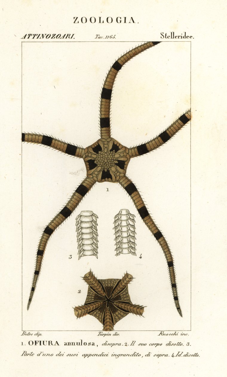 Törékeny csillag tüskésbőrű, Ophiomastix annulosa, Ophiura annulosa alkotó: Finocchi Finocchi