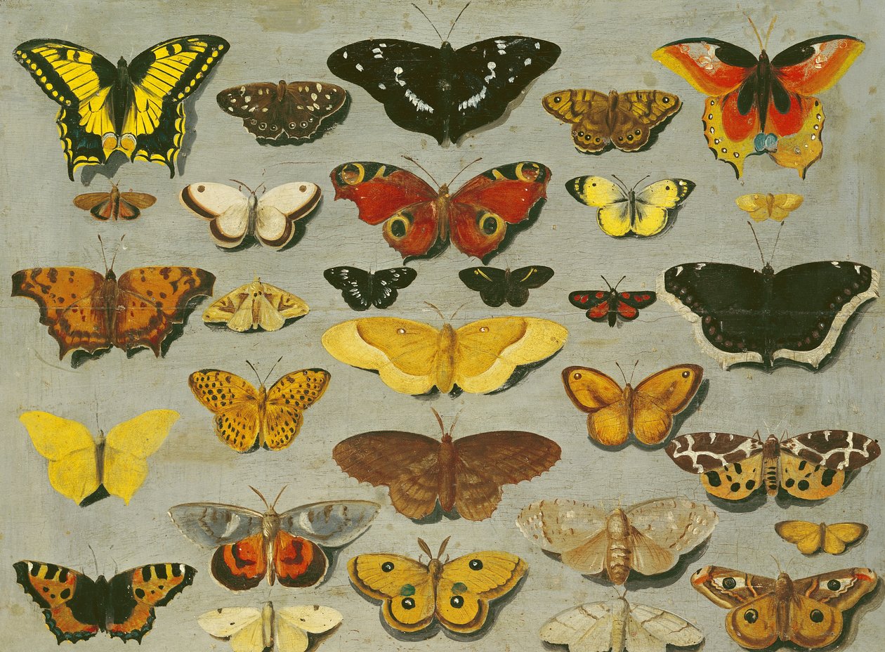 Pillangók alkotó: Flemish School