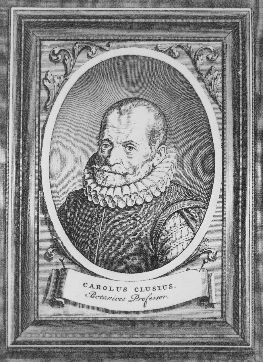 Carolus Clusius alkotó: Flemish School