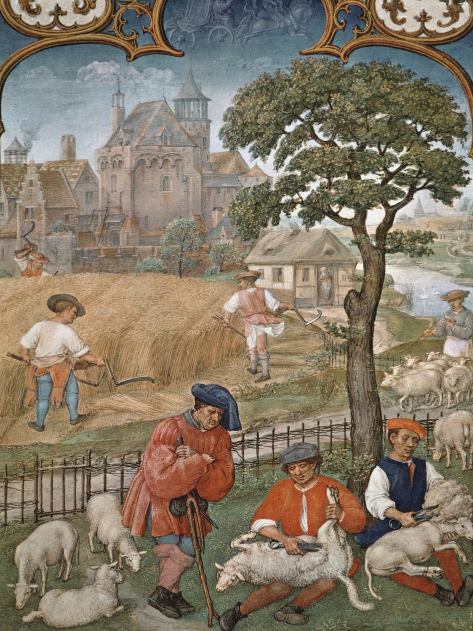 Fol.7v Július hónapja: Szüret és birkanyírás, a Breviarium Grimani-ból, 1515 körül alkotó: Flemish School
