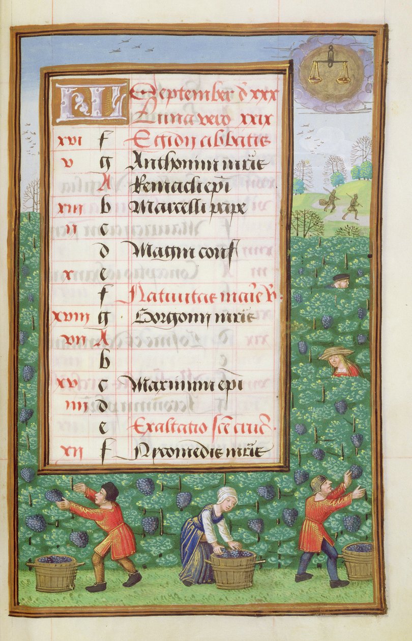 Ms 1058-1975 f9r Gathering Grapes, megvilágított szeptemberi naptároldal, egy Órakönyvből, 1500 körül alkotó: Flemish School