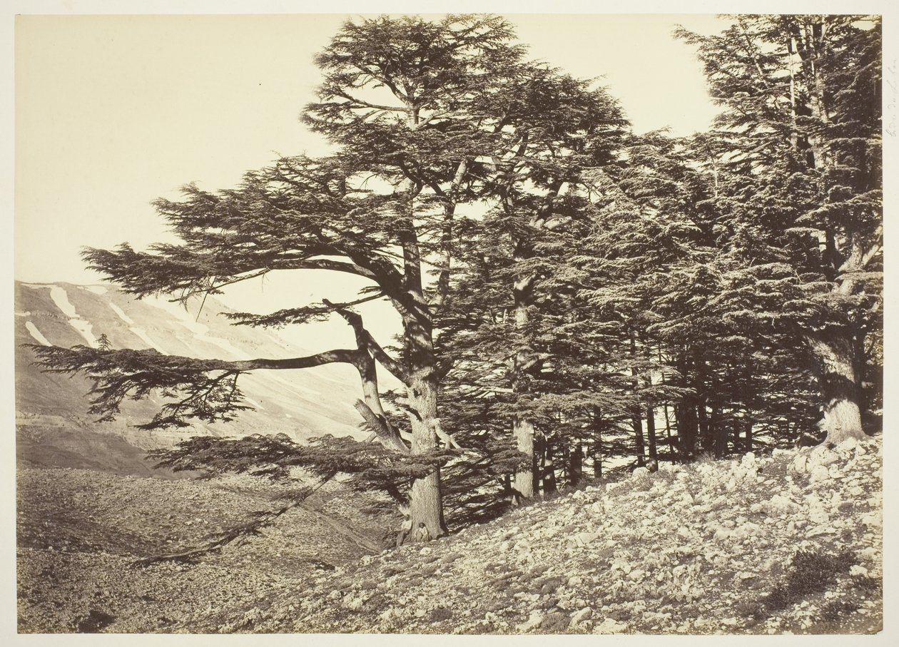 Libanon cédrusai alkotó: Félix Bonfils