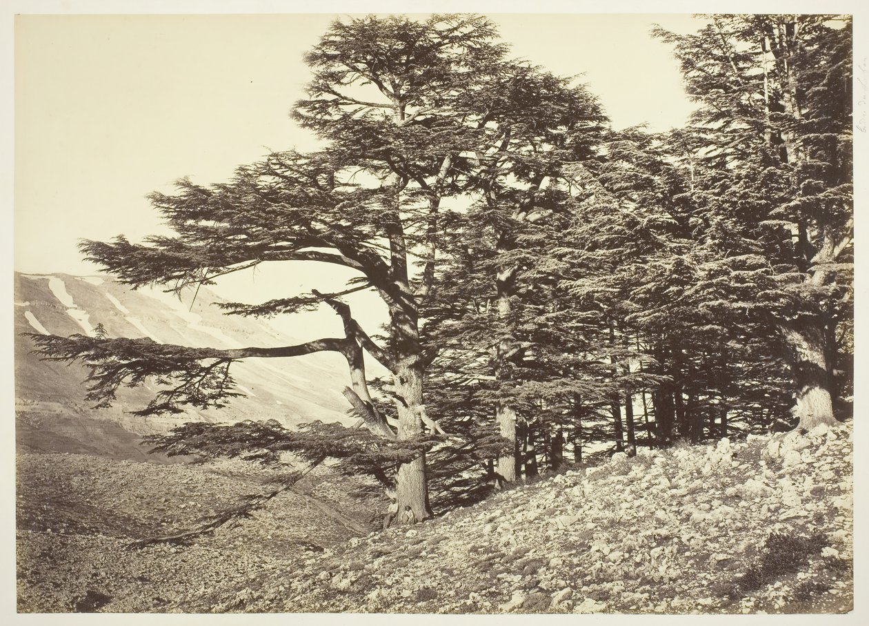 Libanoni cédrusok, c. 1870. alkotó: Félix Bonfils