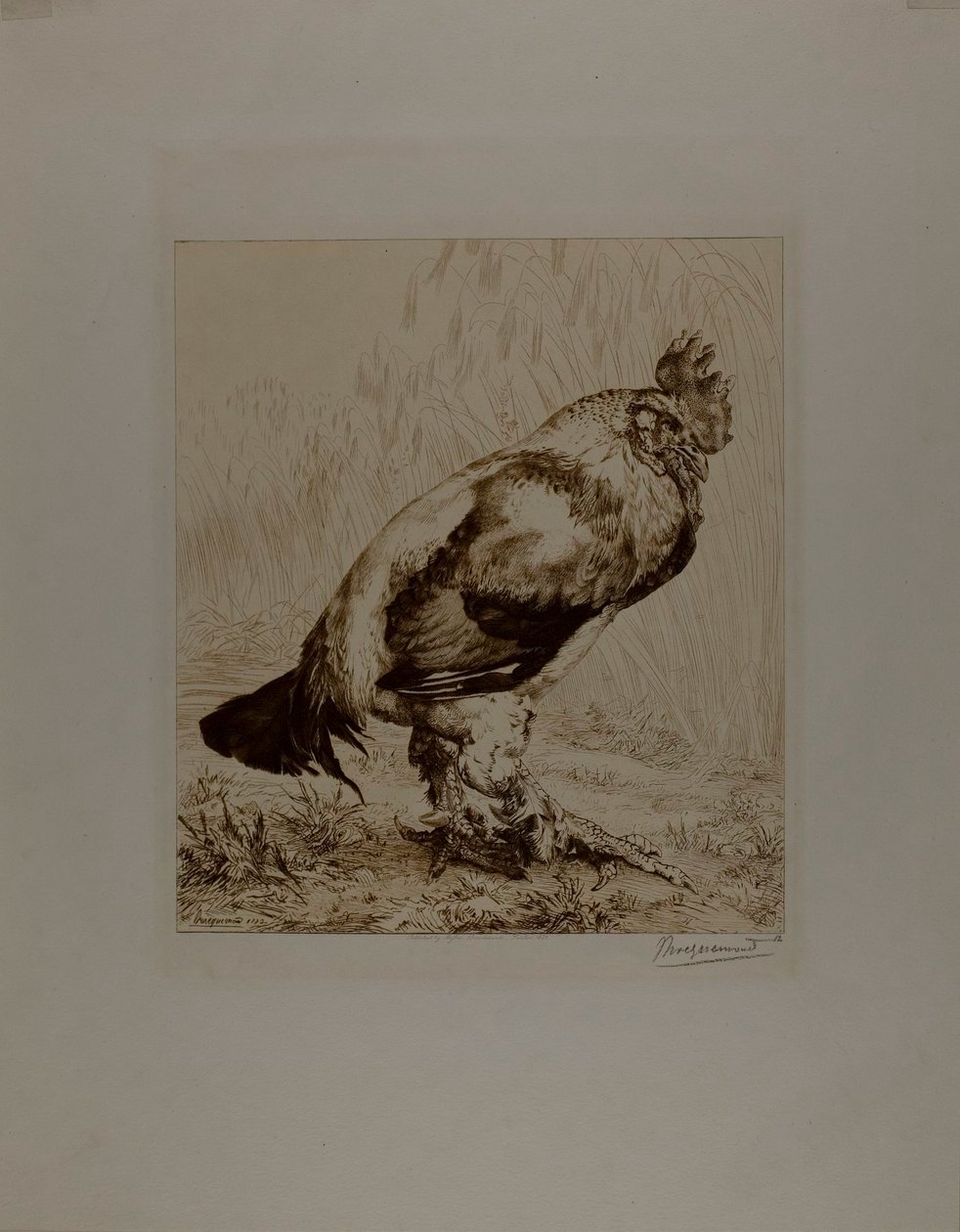 Az öreg kakas alkotó: Félix Henri Bracquemond