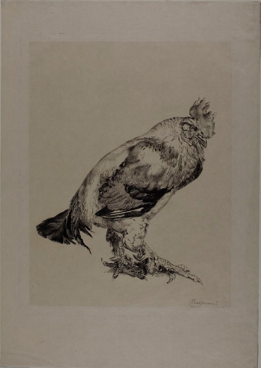 Az öreg kakas alkotó: Félix Henri Bracquemond
