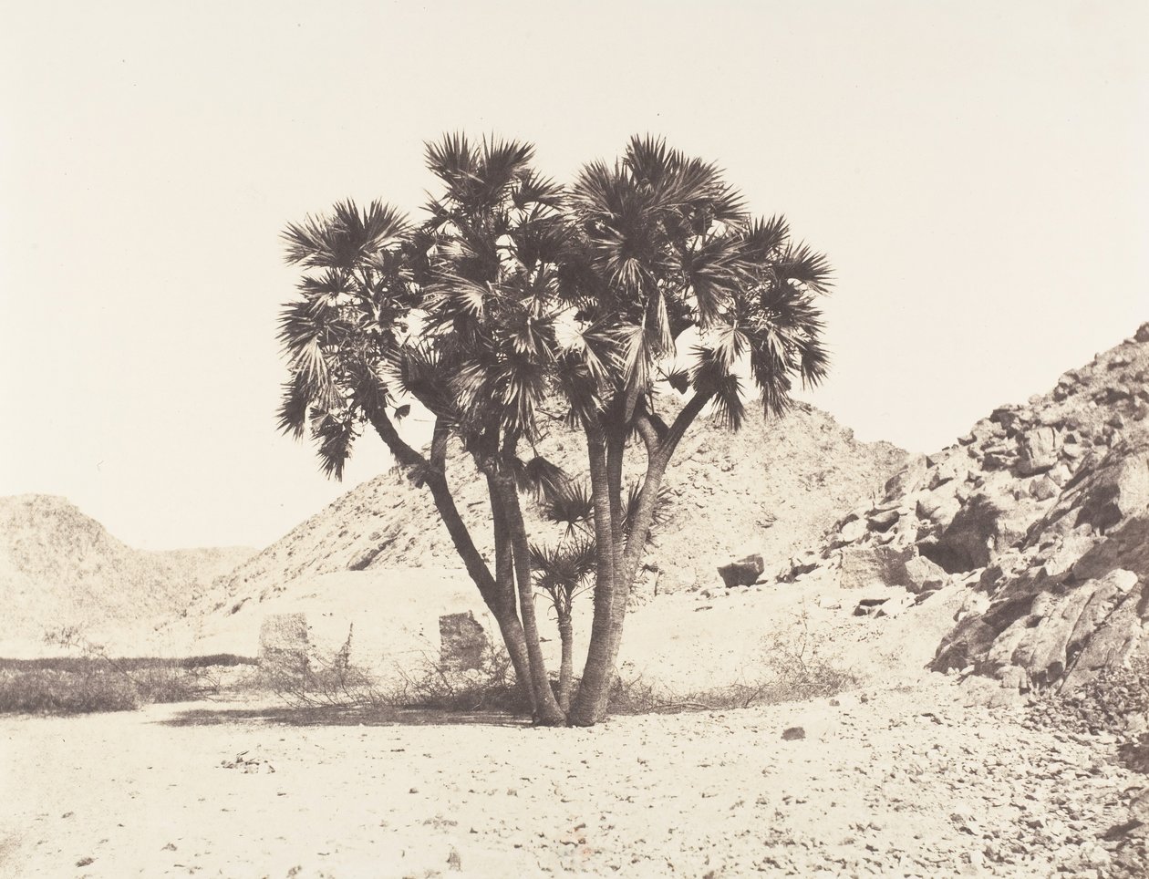 Fileh környéke, Palmier Doum a Nílus keleti partján, 1851-52, nyomtatva 1853-54. alkotó: Félix Teynard