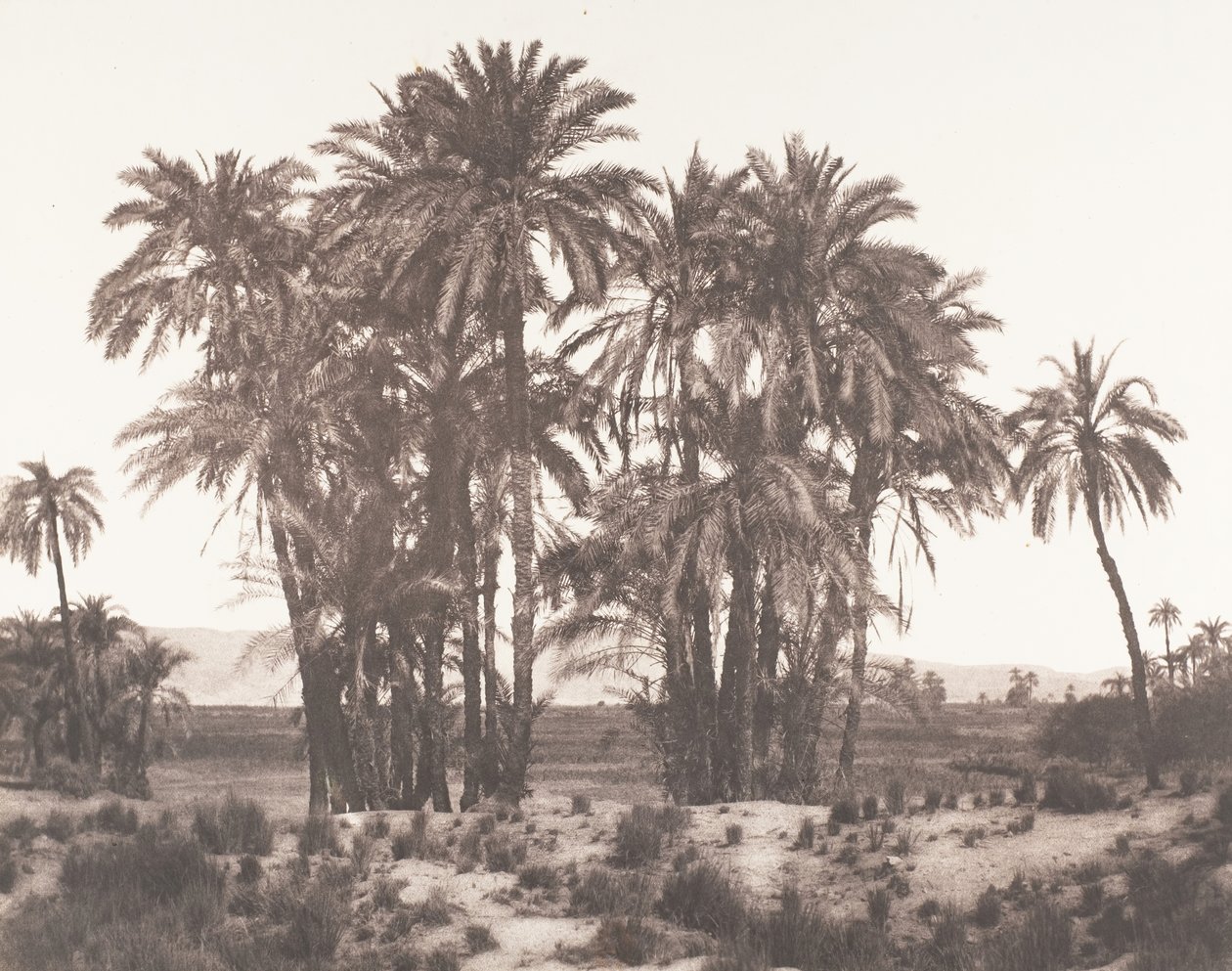 Karnak, A pontból látható datolyapálmák csoportja, 1851-52, nyomtatva 1853-54. alkotó: Félix Teynard
