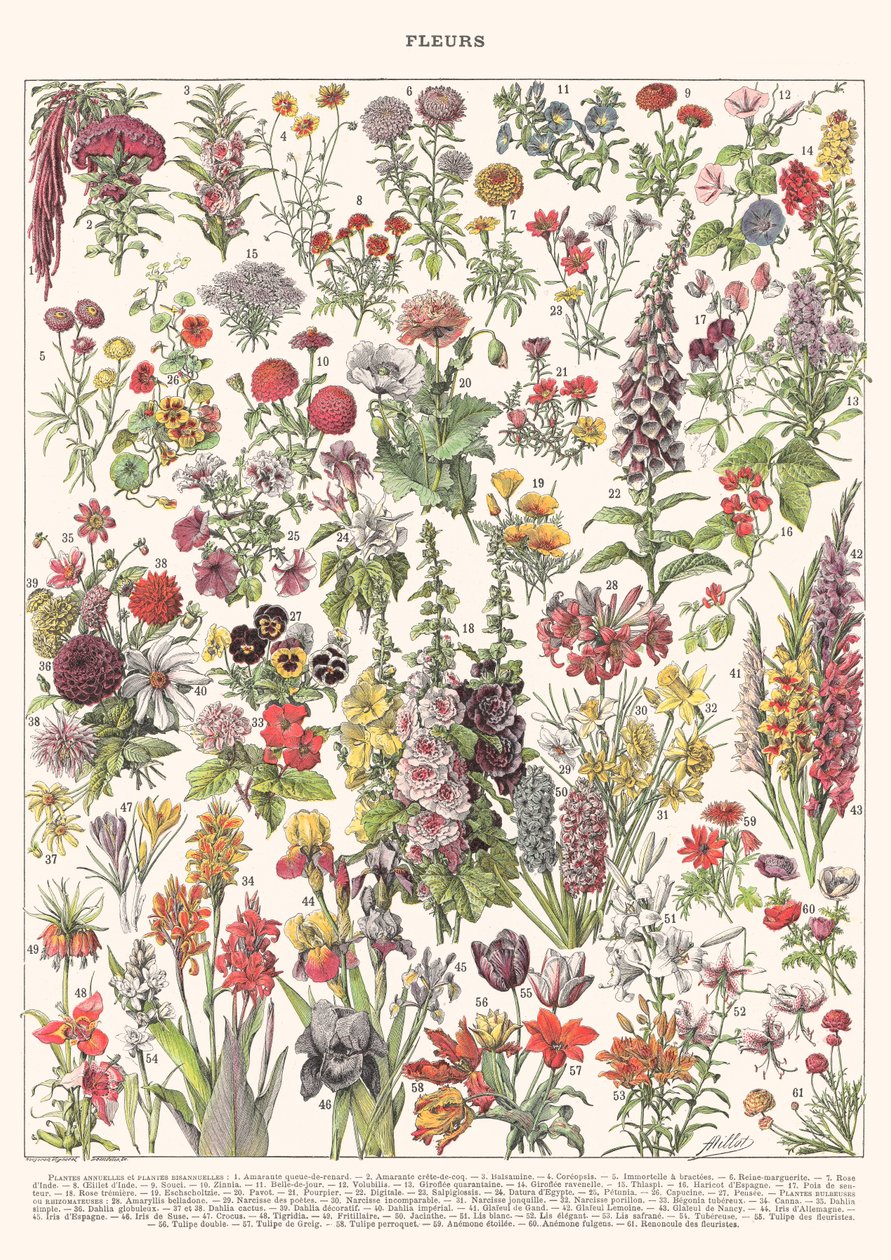 Fleur I – ASTER EDITION, 2023 (digitális) alkotó: Florent Bodart