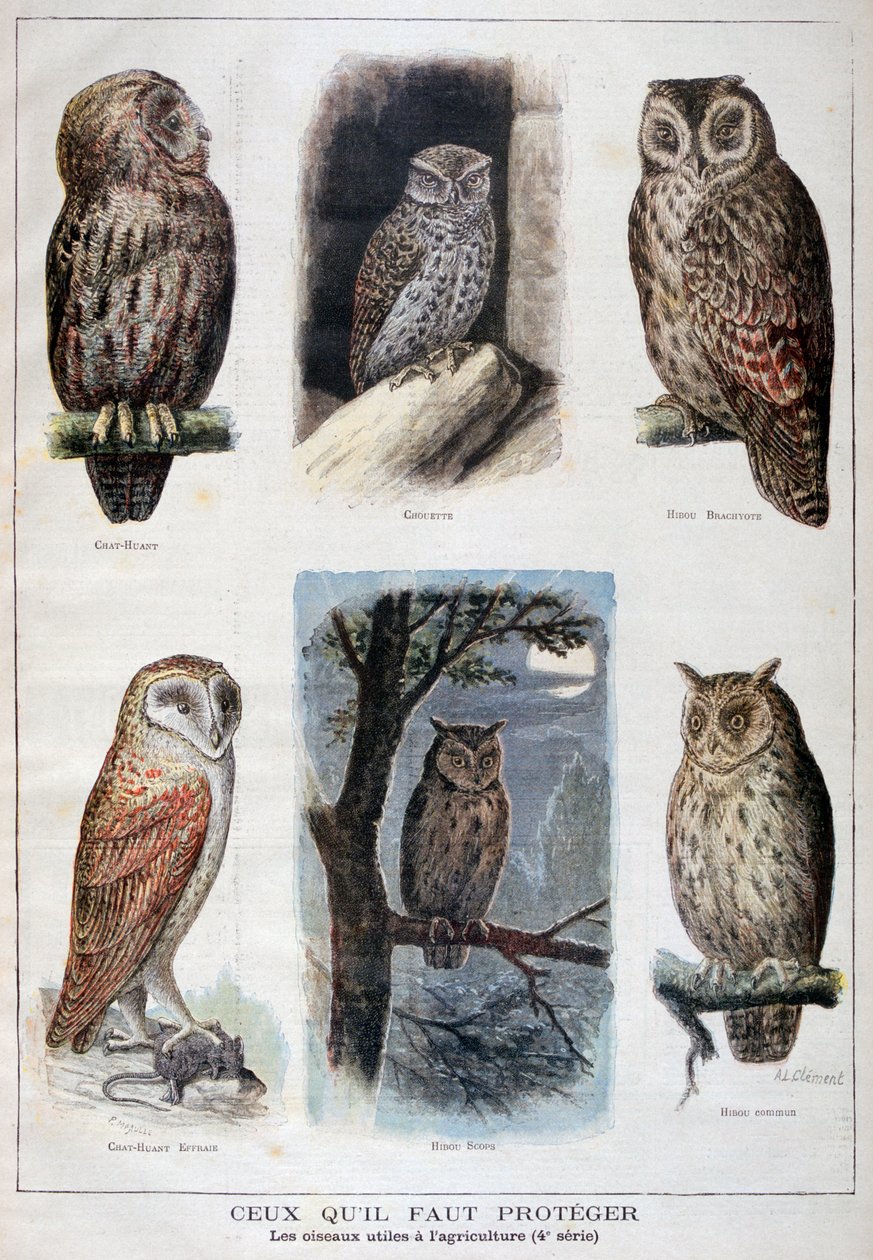 Védett és a mezőgazdaságban hasznos madarak, 1897 alkotó: Fortuné Méaulle