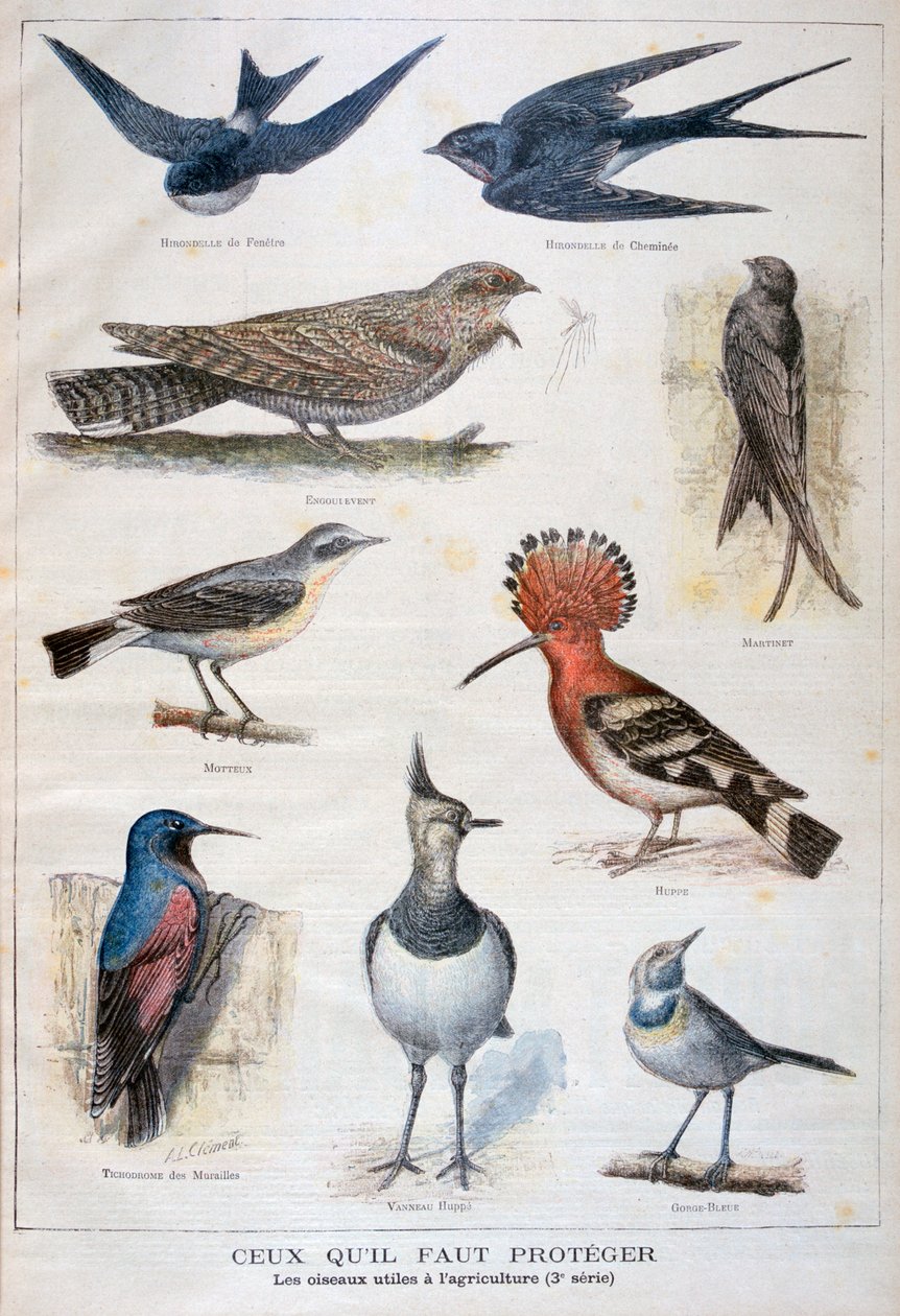 Védett és a mezőgazdaságban hasznos madarak, 1897 alkotó: Fortuné Méaulle