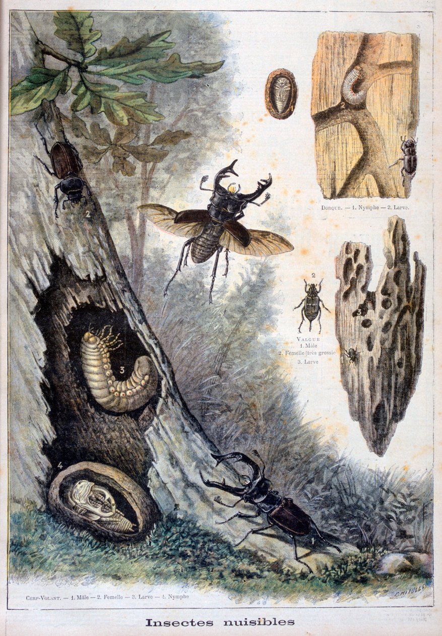 Káros rovarok, 1897 alkotó: Fortuné Méaulle
