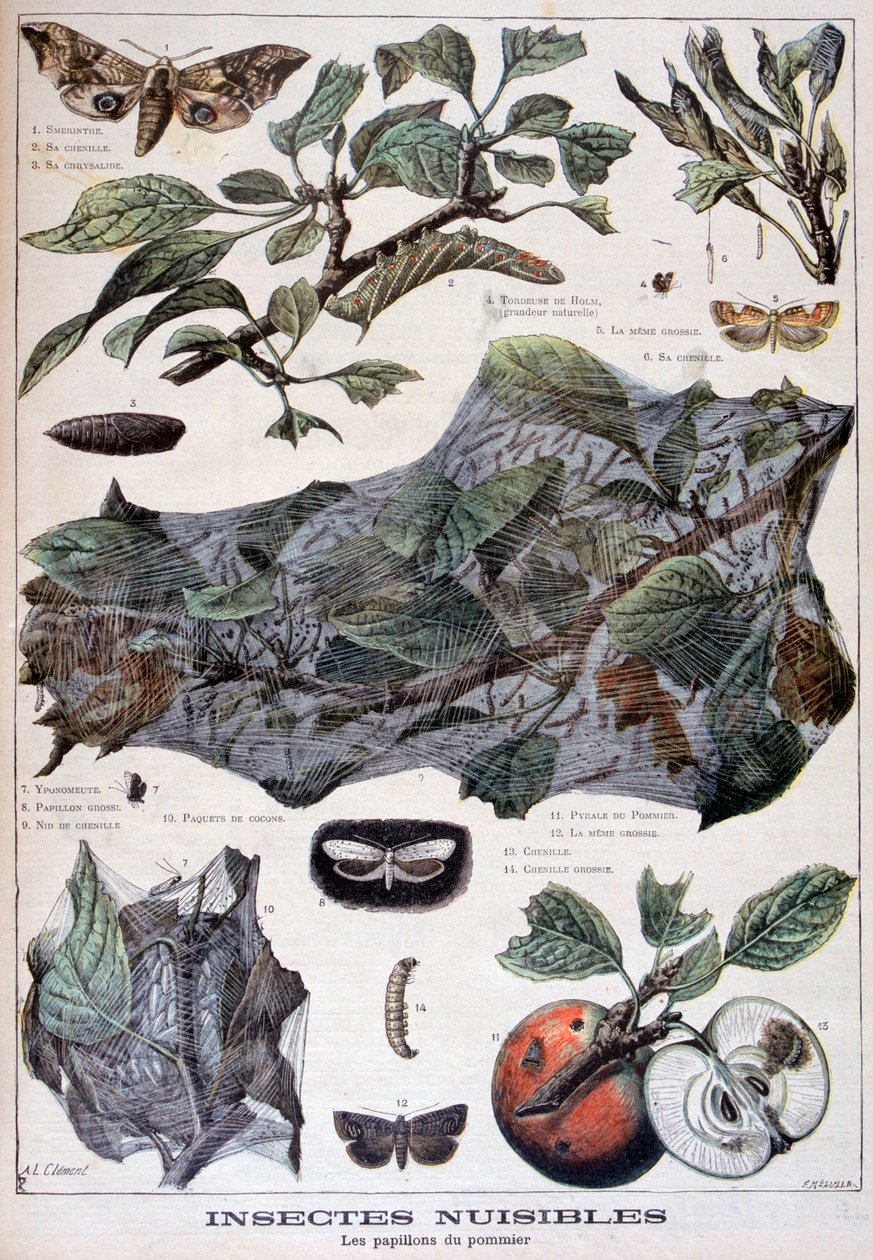 Káros rovarok: almafákat károsító lepkék, 1897 alkotó: Fortuné Méaulle
