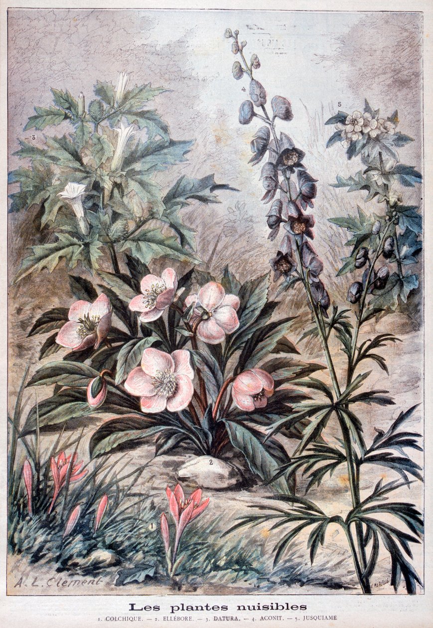 Káros növények, 1897 alkotó: Fortuné Méaulle