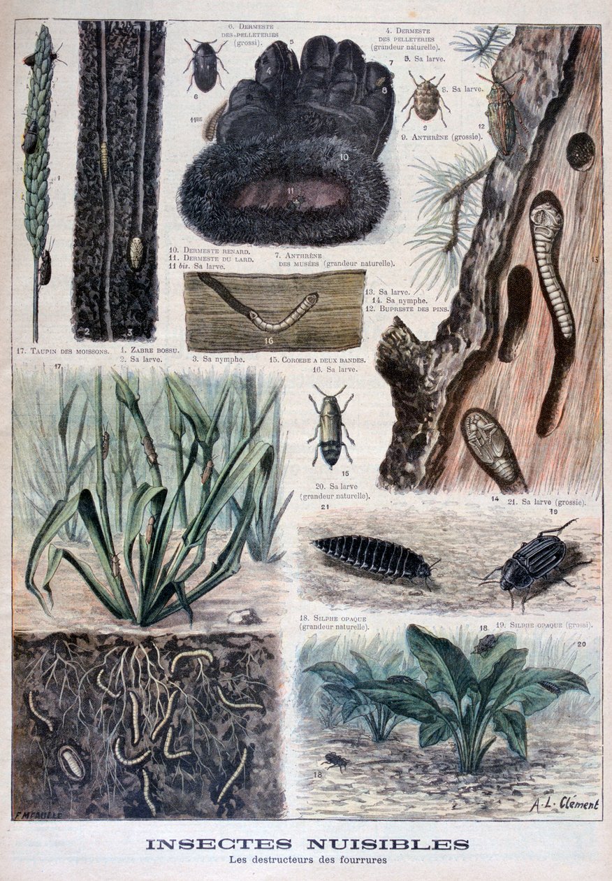 A szőrmére káros rovarok, 1897 alkotó: Fortuné Méaulle