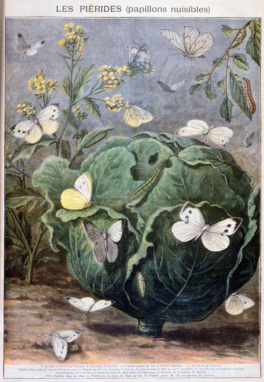 Pierid pillangók, 1897 alkotó: Fortuné Méaulle