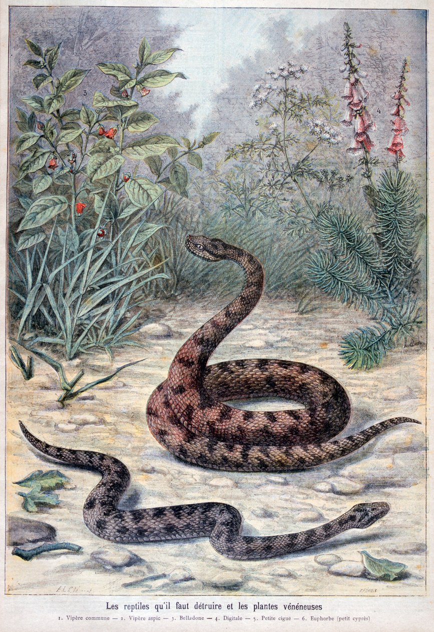Kígyók és mérgező növények, 1897 alkotó: Fortuné Méaulle