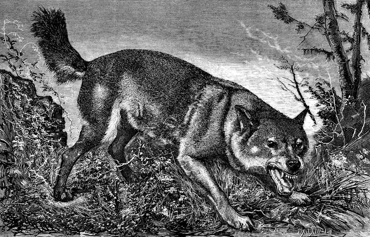 Feroce farkas, dühös, kivont fogakkal, az agyarát mutatva - Meaulle metszete a "La chasse illustree" 27. számában, 1870. február 5. - alkotó: Fortune Louis Meaulle