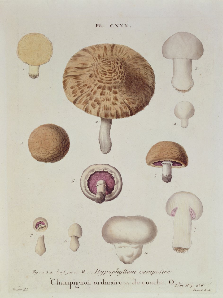 Hypophyllum campestre vagy mezei gomba, 130. tábla az „Iconographie des Champignons de J.J. Paulet, J.H. Leveille, metszett Renard, 1855 alkotó: Fossier