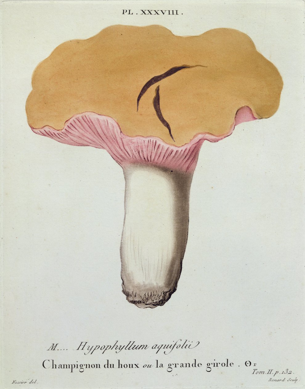 Hyprophyllum aquifolii, 38. tábla J. H. Leveille „Iconographie des Champignons de J. J. Paulet”-ből, Renard metszet, 1855 alkotó: Fossier