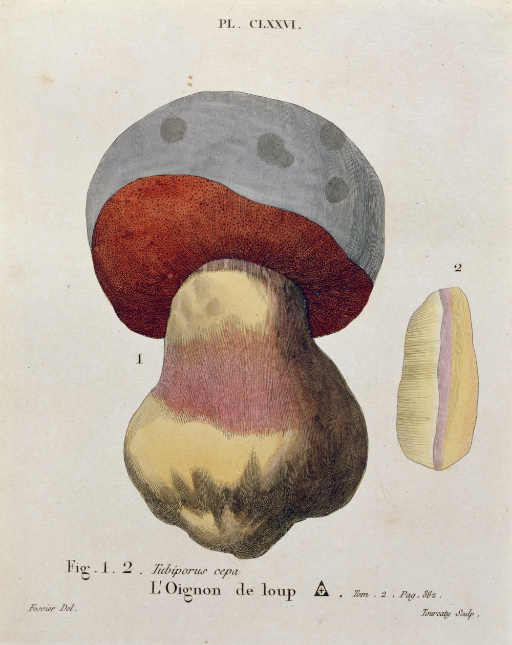 Tubiporus cepa, 176. tábla J. H. Leveille „Iconographie des Champignons de J.J. Paulet”-ből, vésette Tourcaty, 1855 alkotó: Fossier