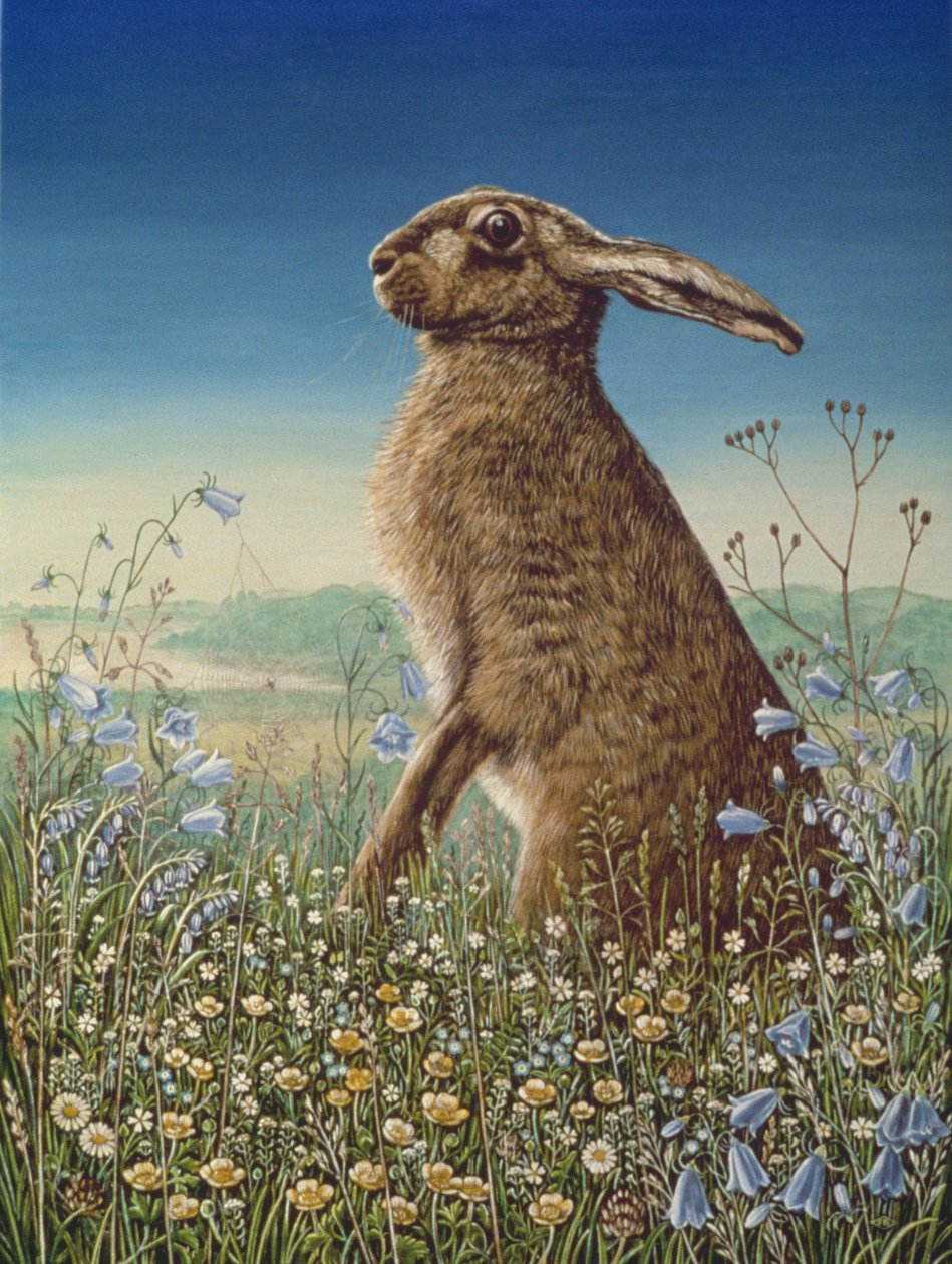 Hare, 1984 (olaj és tempera a panelen) alkotó: Frances Broomfield