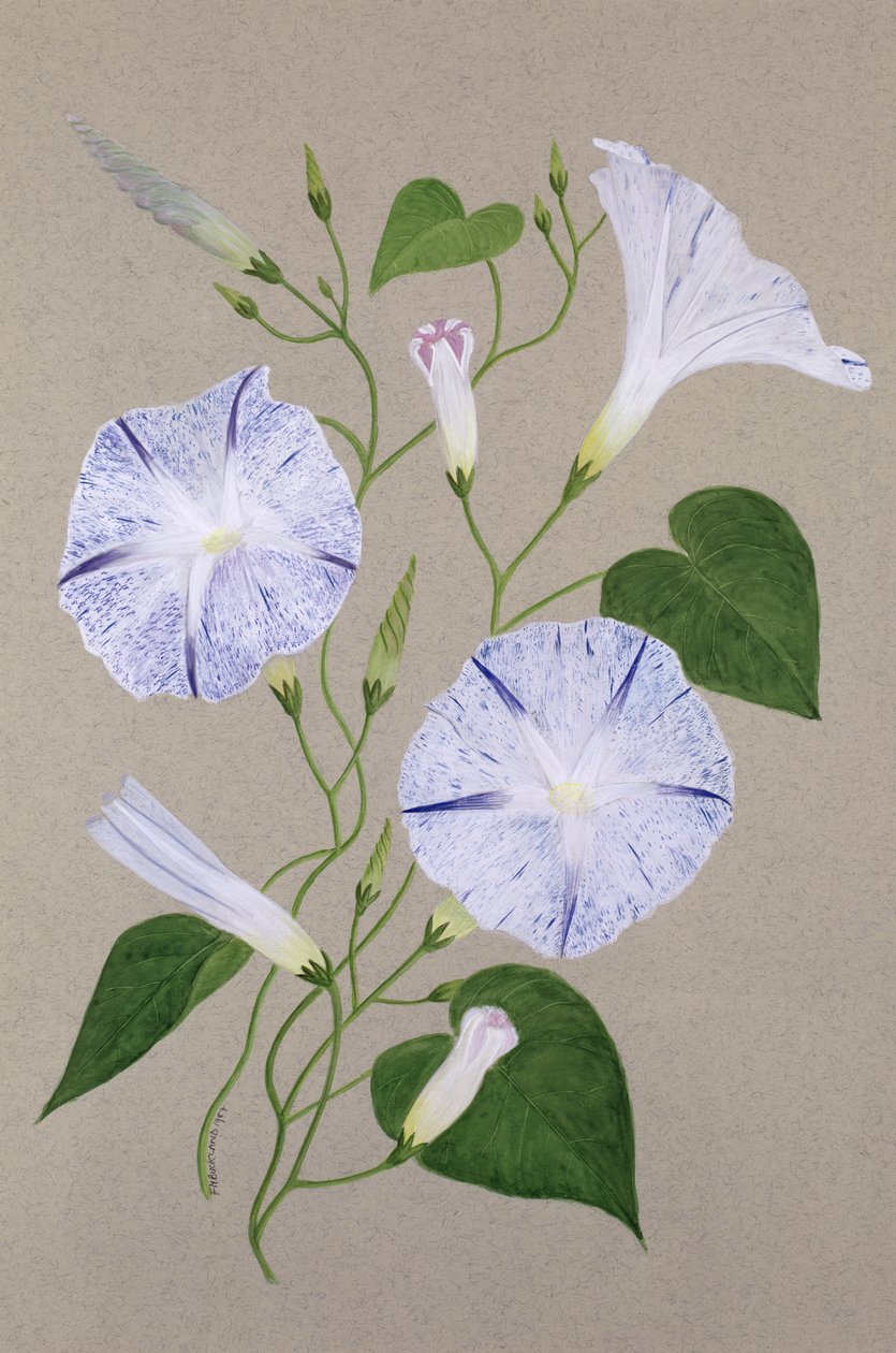 Convolvulus Cneorum alkotó: Frances Buckland
