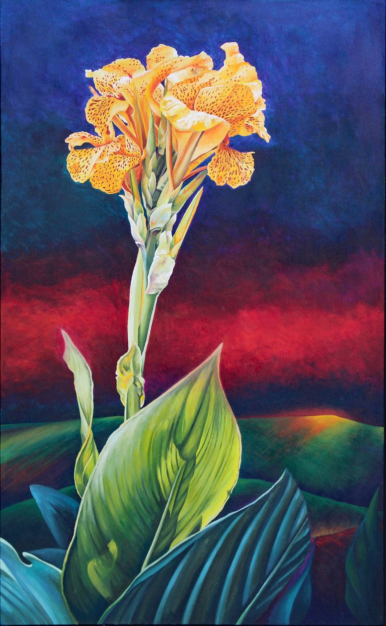 Sárga Canna Lily alkotó: Frances Ferdinands