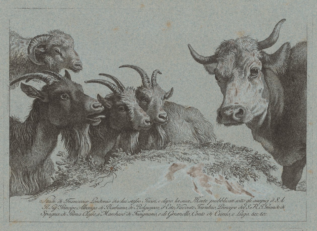 Tanulmány a fejekről: Három kecske, egy ökör és egy kos, megjelent c. 1783. alkotó: Francesco Londonio