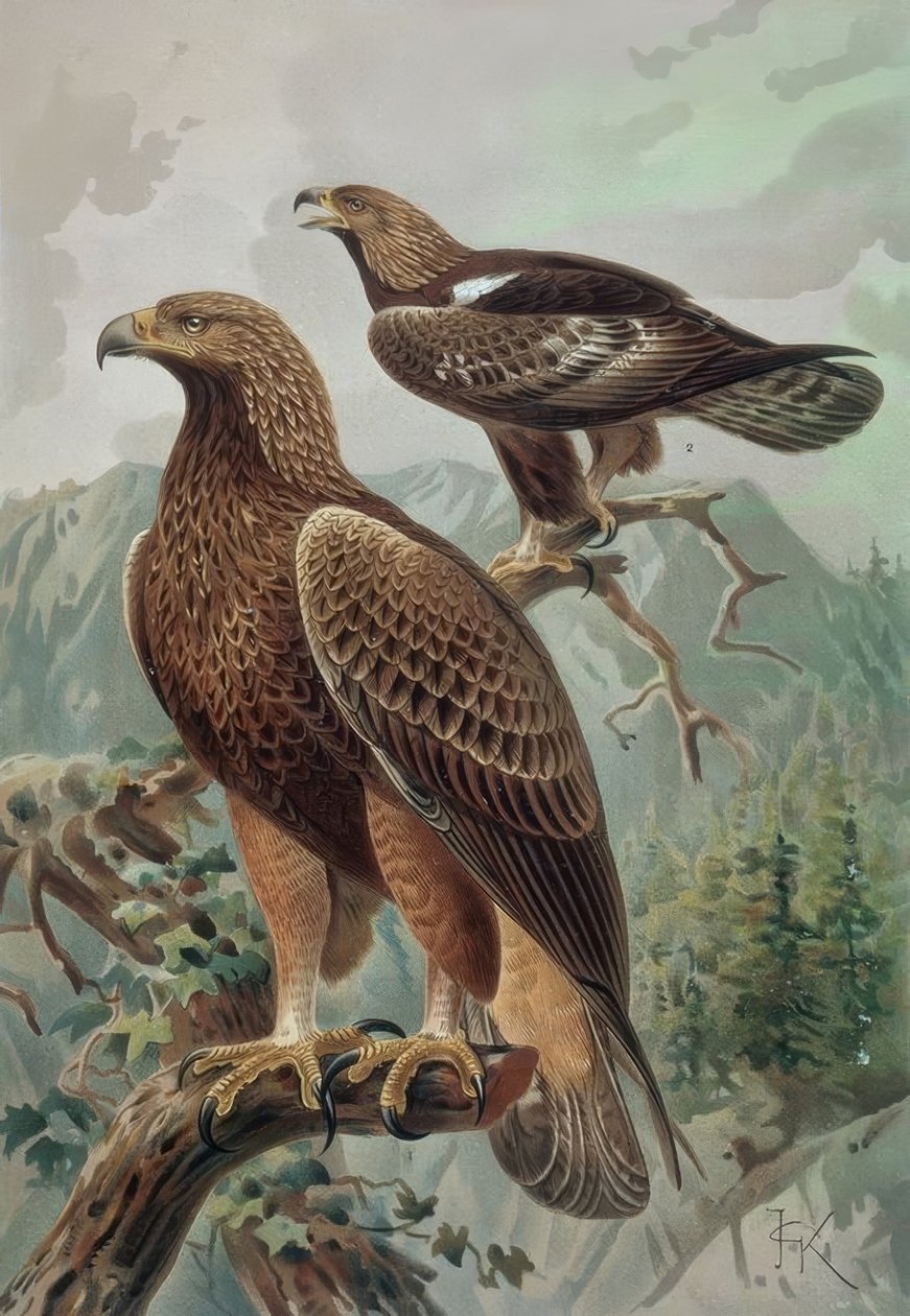 METSZET – ARANY SAS – FELNŐTT HÍM (1) ÉS NŐ (2) AQUYLA CHYSAETUS alkotó: Francia