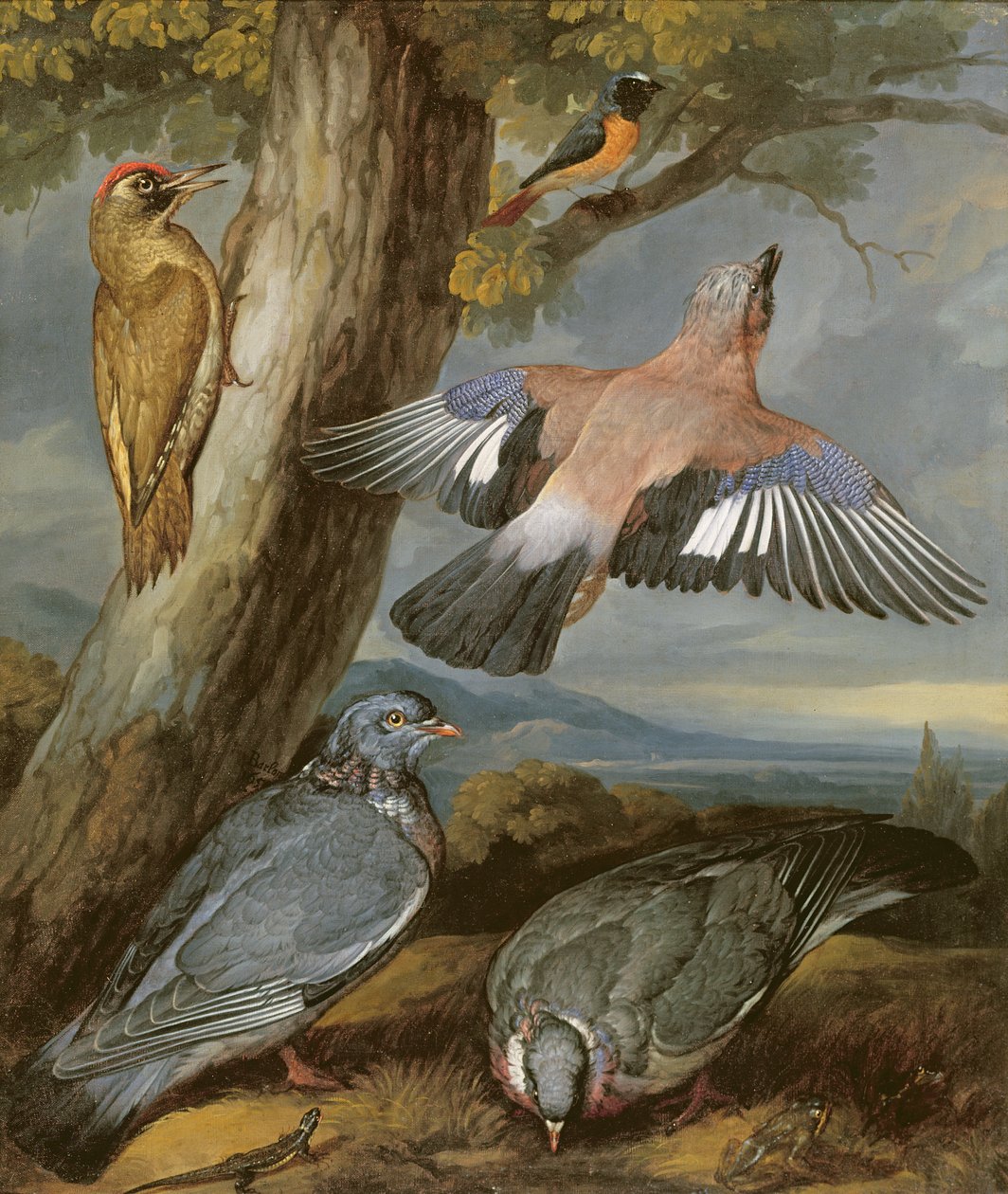 Jay, zöld harkály, galambok és vörösbegy, 1650 körül alkotó: Francis Barlow