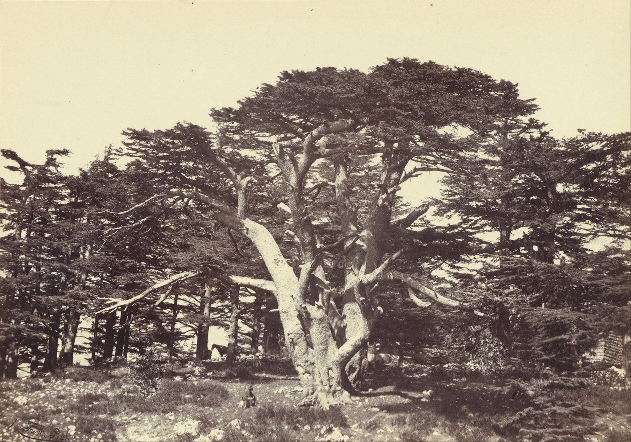 A legnagyobb cédrus, a Libanon -hegy alkotó: Francis Frith