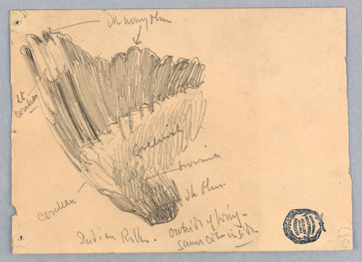Vázlat egy szárnyról alkotó: Francis Augustus Lathrop