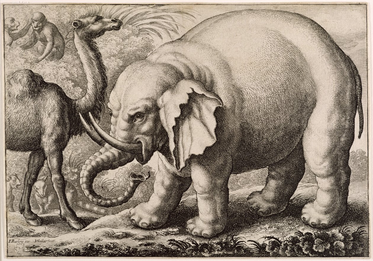Egy elefánt és egy teve, metszett: Hollar Vencel (1607-77) 1663 alkotó: Francis Barlow
