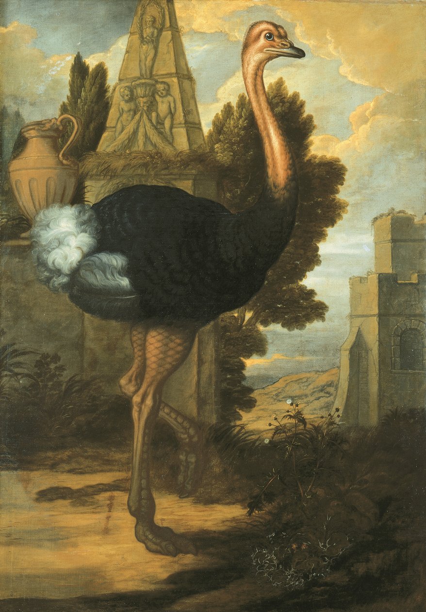 Egy strucc alkotó: Francis Barlow