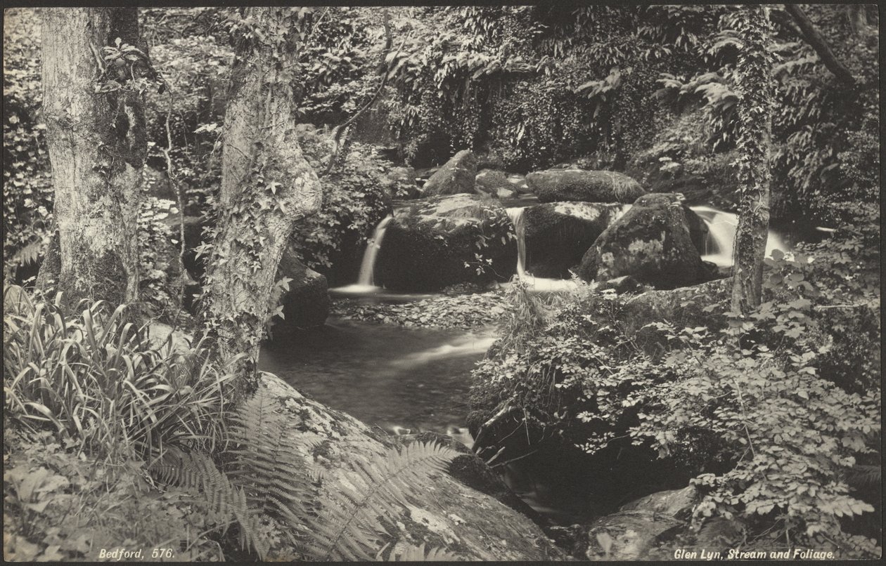 Glen Lyn, patak és lombozat alkotó: Francis Bedford