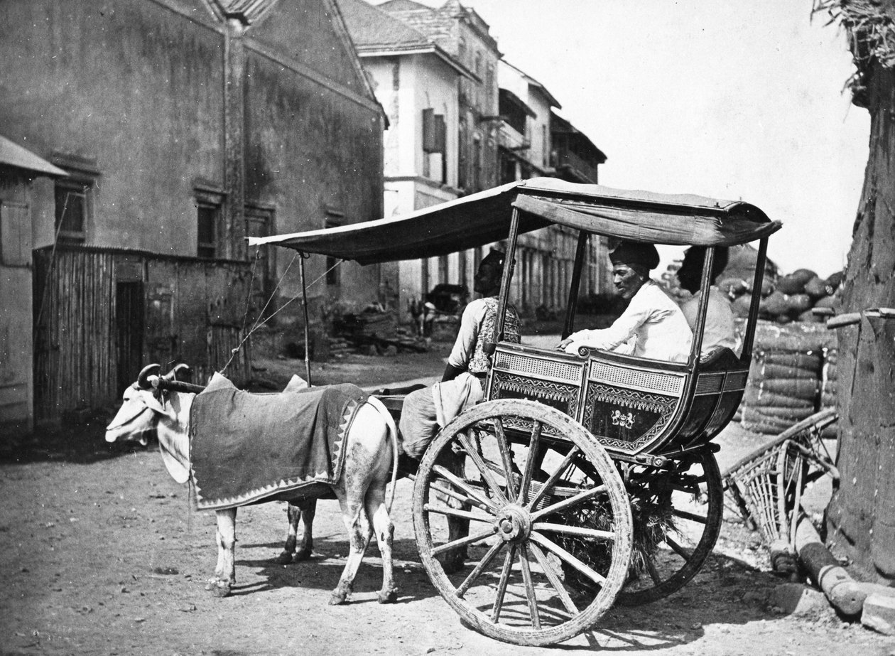 Bombay Hackerry, 1875 körül alkotó: Francis Frith