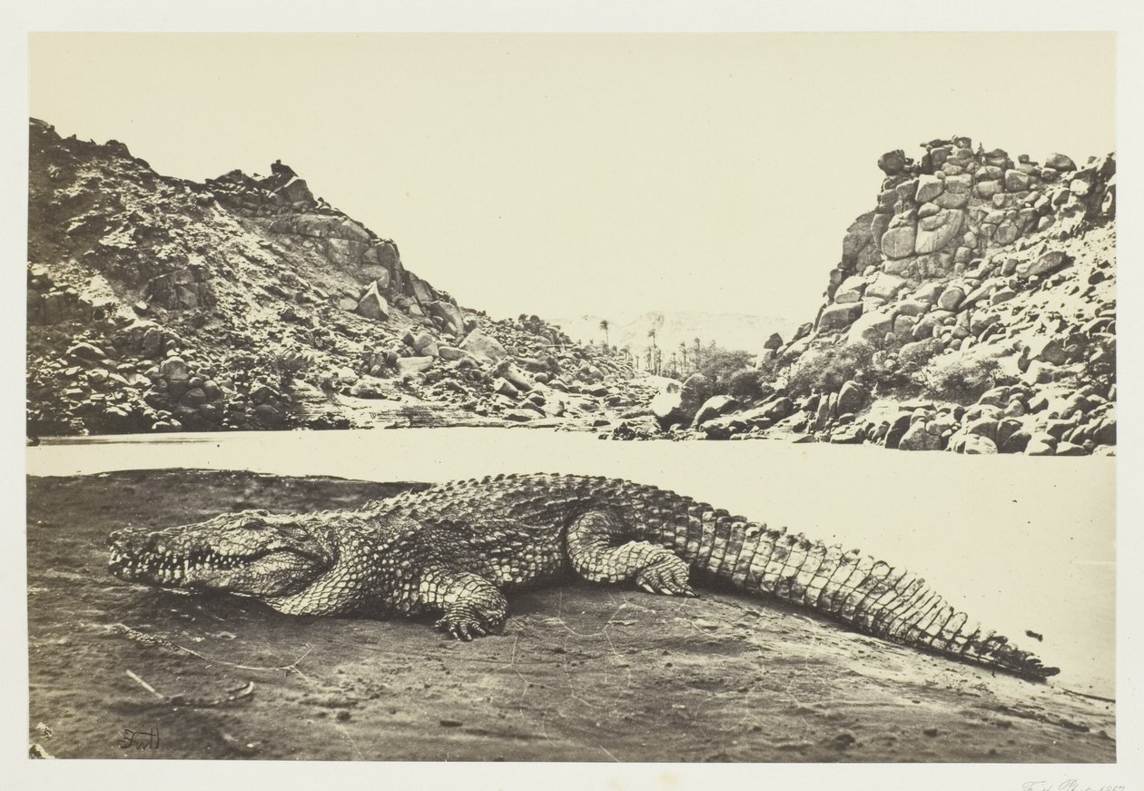Krokodil a homokparton alkotó: Francis Frith