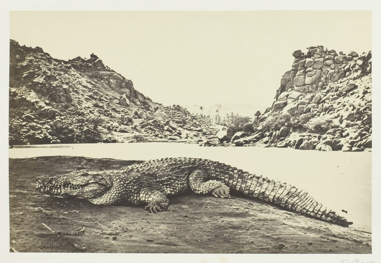 Krokodil a homokparton, 1857. alkotó: Francis Frith