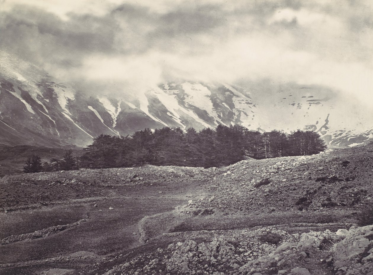 Távoli kilátás a libanoni cédrusokra, kb. 1857. alkotó: Francis Frith