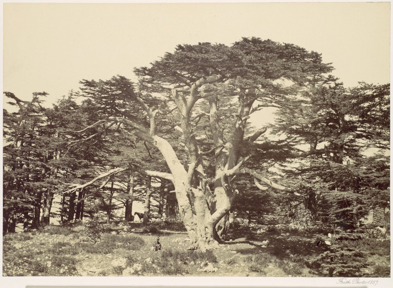 A legnagyobb cédrus, Libanon-hegy alkotó: Francis Frith