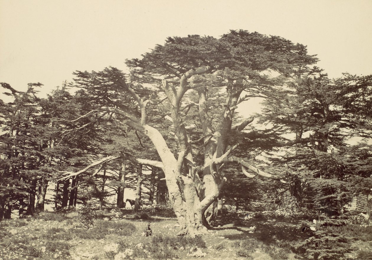 A legnagyobb cédrus, a Libanon-hegy, 1857. alkotó: Francis Frith