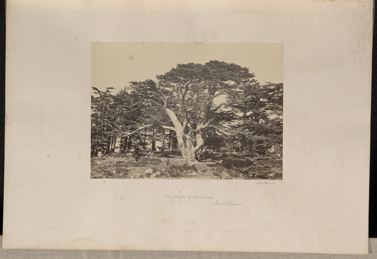A legnagyobb cédrus, a Libanon-hegy alkotó: Francis Frith