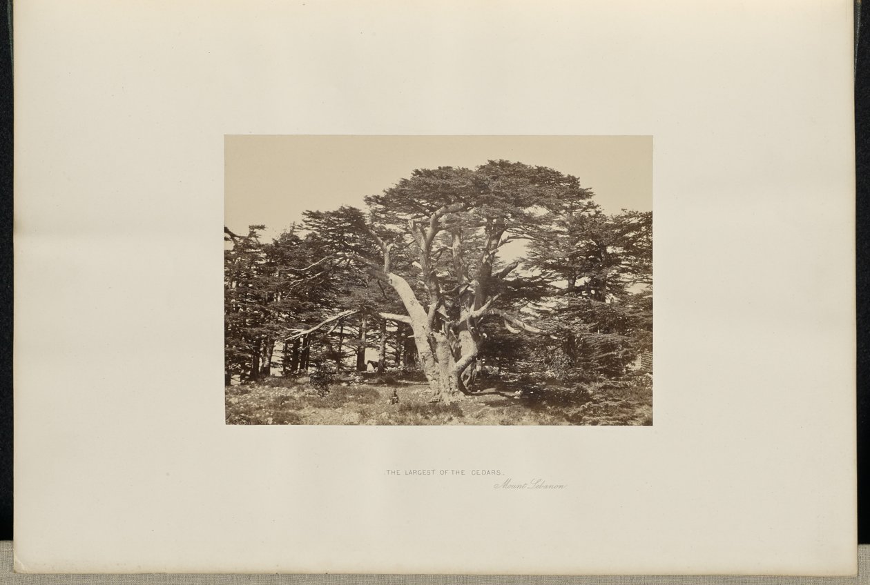 A legnagyobb cédrus, a Libanon-hegy alkotó: Francis Frith