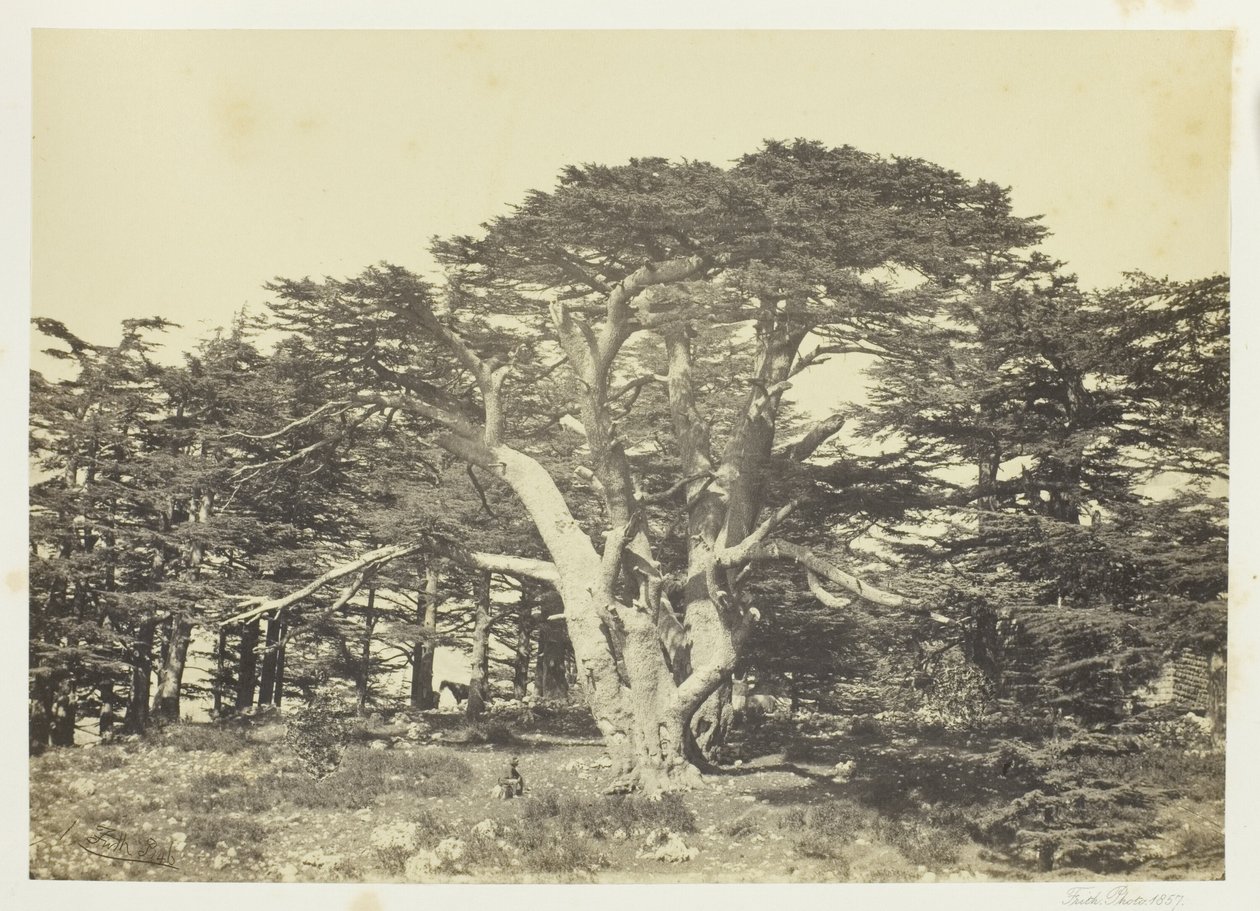 A legnagyobb cédrus, a Libanon-hegy alkotó: Francis Frith
