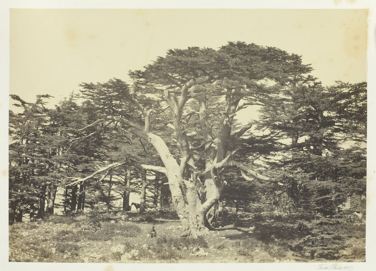 A legnagyobb cédrus, a Libanon-hegy, 1857. alkotó: Francis Frith