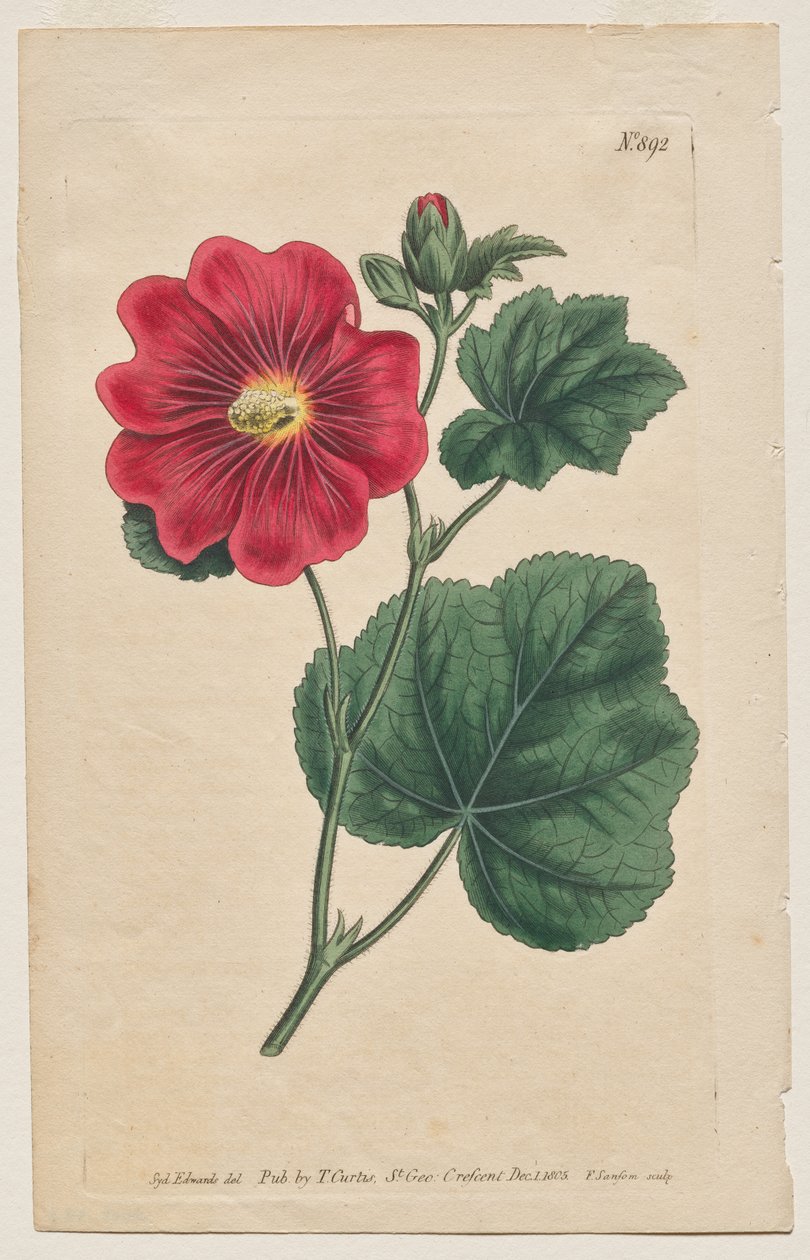 A Botanikai Magazin vagy Virágoskert Megjelenítve: 892. tábla, Althaea Flexuosa. » Videó » Letöltés Kutató Seringapatam A Hollyhock Kedvencekhez [Althea rosea] alkotó: Francis Sansom