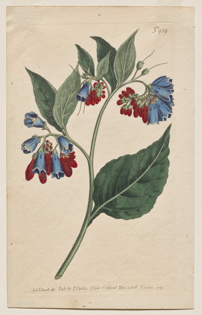 A Botanikai Magazin vagy Virágoskert Megjelenítve: 929. tábla, Symphyum Asperrim. Prickley Comfrey. [Symphytum asperum] alkotó: Francis Sansom