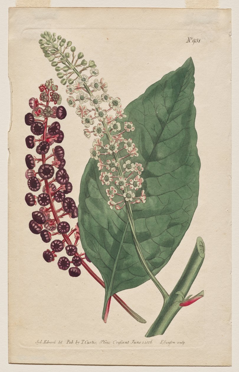 A Botanikai Magazin vagy Virágoskert Megjelenítve: 931. tábla, Phytolacca Decandra. Virginian Poke. [Phytolaca Americana] alkotó: Francis Sansom