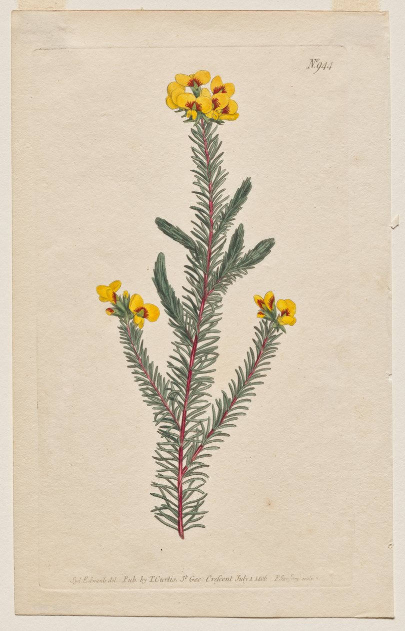 A Botanikai Magazin vagy Virágoskert Megjelenítve: 944. tábla, Dillwynia glaberrima. Simalevelű dillwynnia. [Dillwynia ericifolia gaberrima] alkotó: Francis Sansom