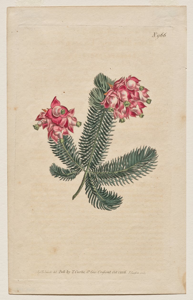 A Botanikai Magazin vagy Virágoskert Megjelenítve: 966. tábla, Erica Elegans. Elegant Heath [Erica glauca] alkotó: Francis Sansom